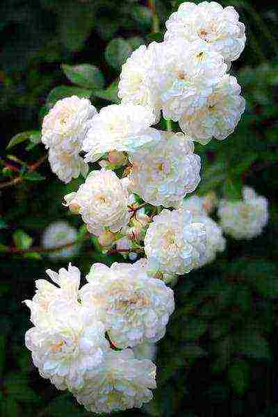 the best varieties of white rose