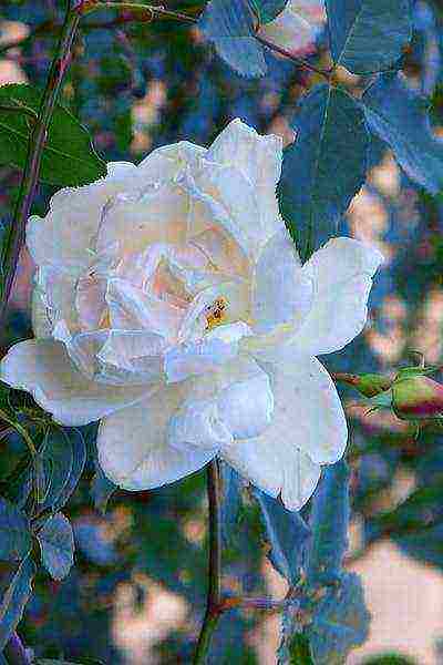 the best varieties of white rose