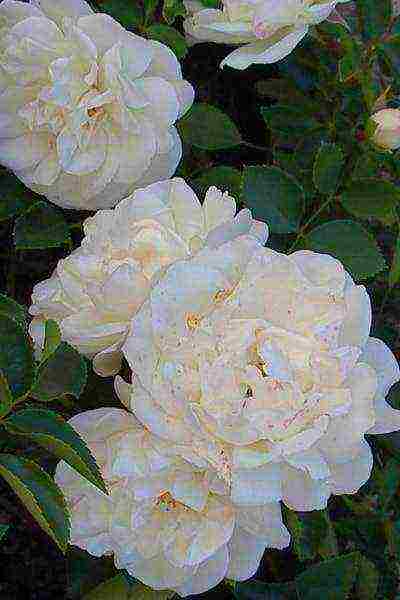 the best varieties of white rose