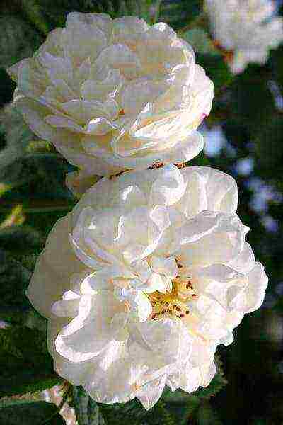 the best varieties of white rose