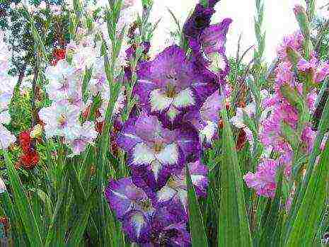 the best varieties of white gladioli