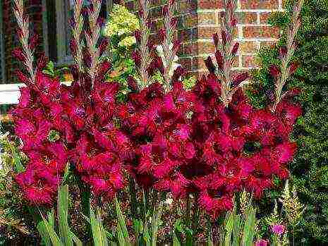 the best varieties of white gladioli