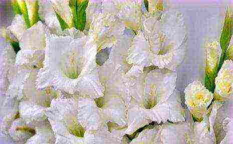 the best varieties of white gladioli