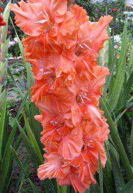 the best varieties of white gladioli