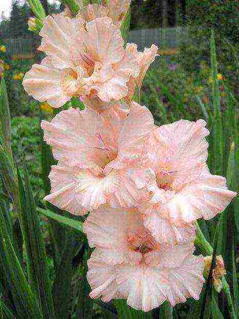 the best varieties of white gladioli