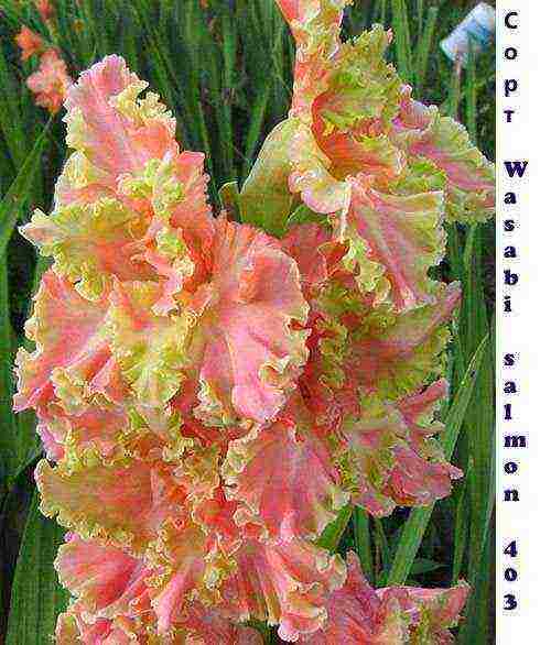 the best varieties of white gladioli