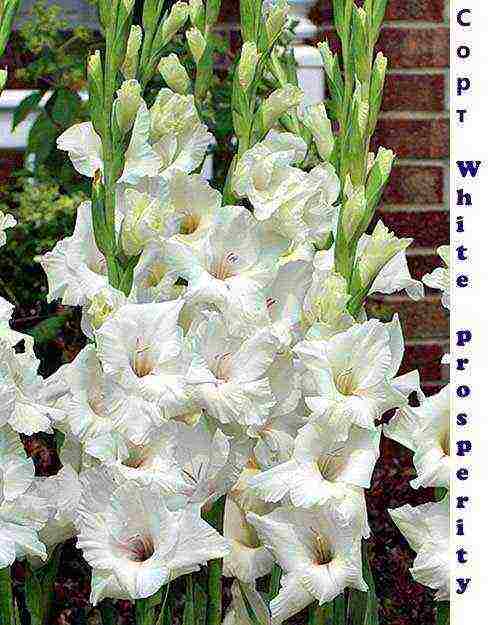 the best varieties of white gladioli