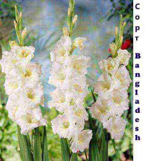 the best varieties of white gladioli