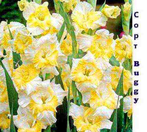 the best varieties of white gladioli