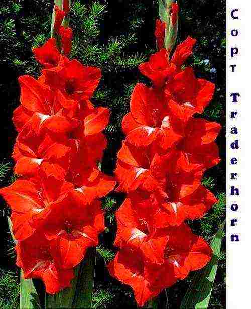 the best varieties of white gladioli