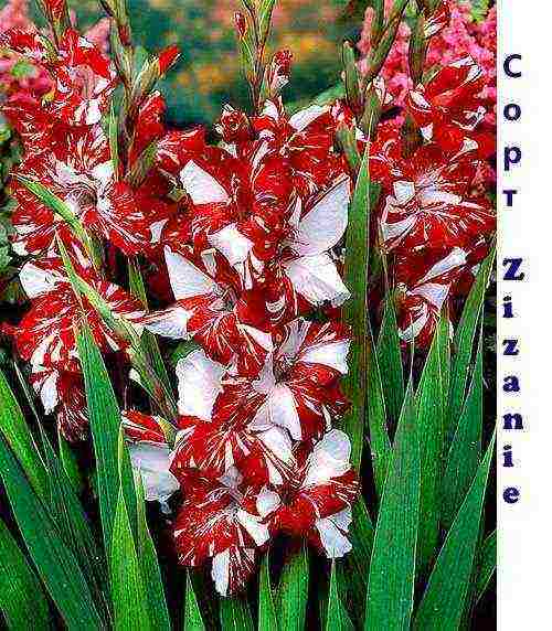 the best varieties of white gladioli