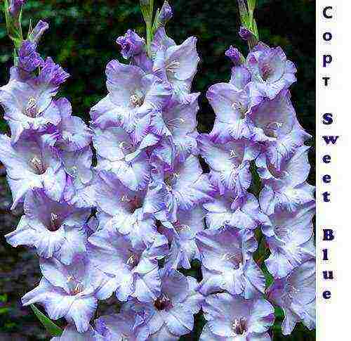 the best varieties of white gladioli