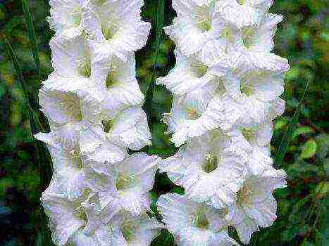 the best varieties of white gladioli