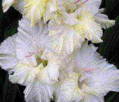 the best varieties of white gladioli