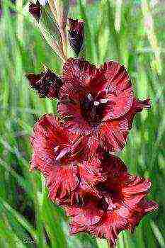 the best varieties of white gladioli