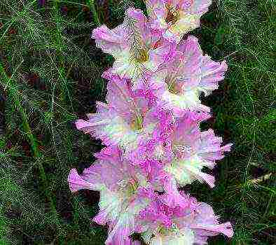 the best varieties of white gladioli