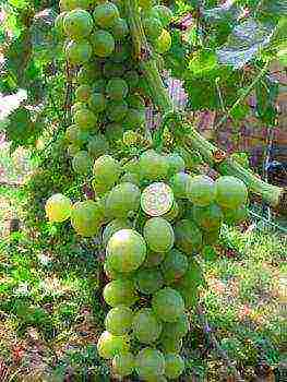 the best varieties of arbor grapes