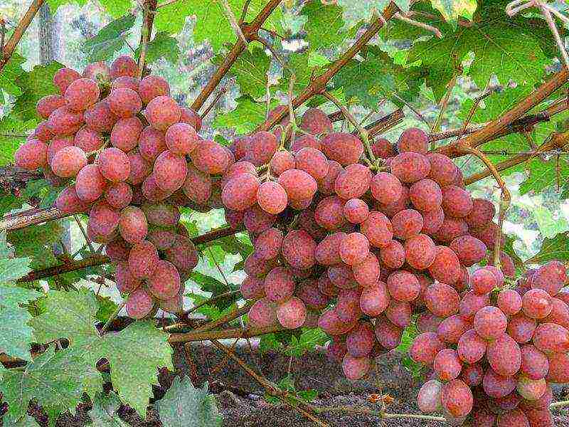 the best varieties of arbor grapes