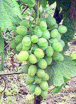 the best varieties of arbor grapes