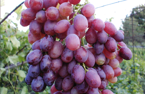 the best varieties of seedless grapes