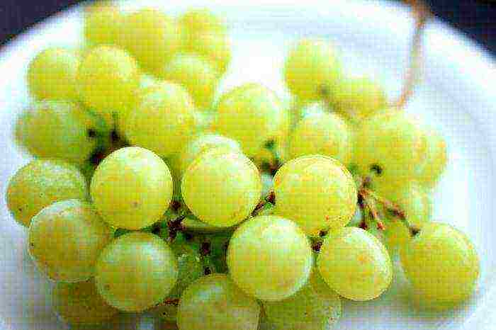 the best varieties of seedless grapes