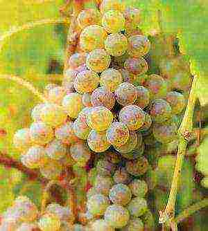 the best varieties of seedless grapes