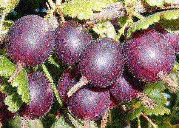 the best varieties of thornless gooseberries