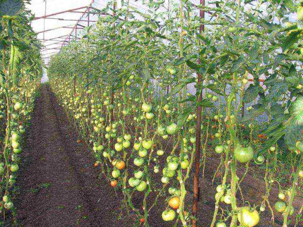 the best varieties of seedless tomatoes