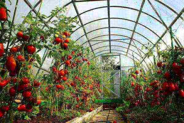 the best varieties of seedless tomatoes