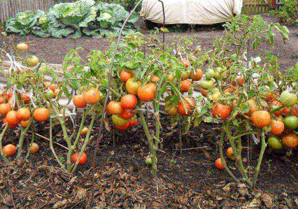 the best varieties of seedless tomatoes