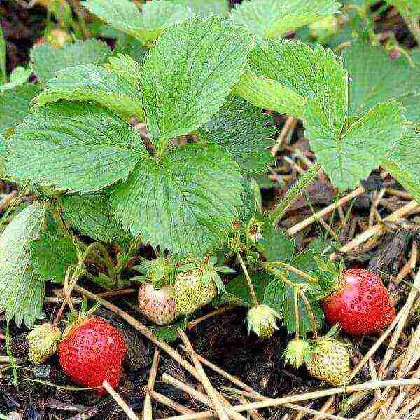 ang pinakamahusay na pagkakaiba-iba ng mga walang balbas na strawberry