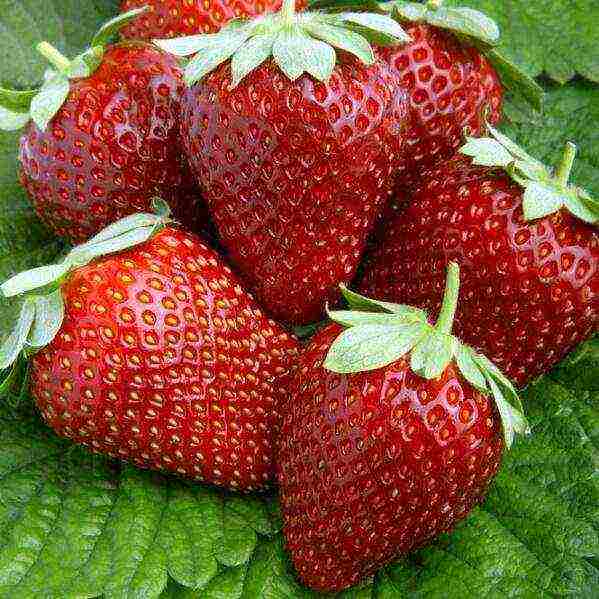 the best varieties of beardless strawberries