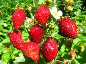 the best varieties of beardless strawberries