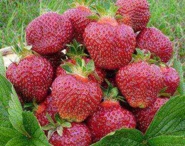 the best varieties of beardless strawberries