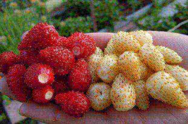 the best varieties of beardless strawberries