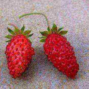 the best varieties of beardless strawberries