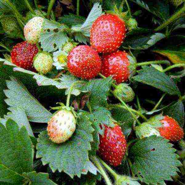 the best varieties of beardless strawberries