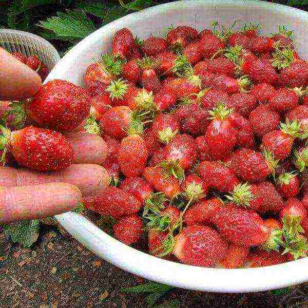 the best varieties of beardless strawberries