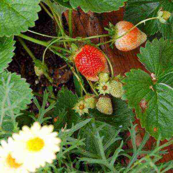 the best varieties of beardless strawberries