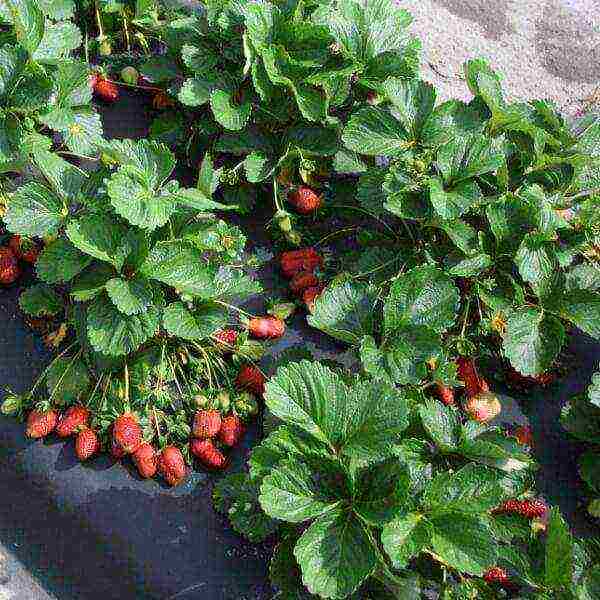 the best varieties of beardless strawberries