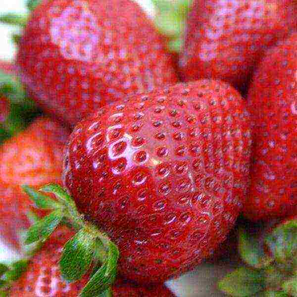 the best varieties of beardless strawberries