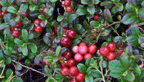 the best varieties of lingonberry garden