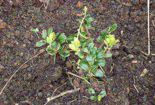 the best varieties of lingonberry garden