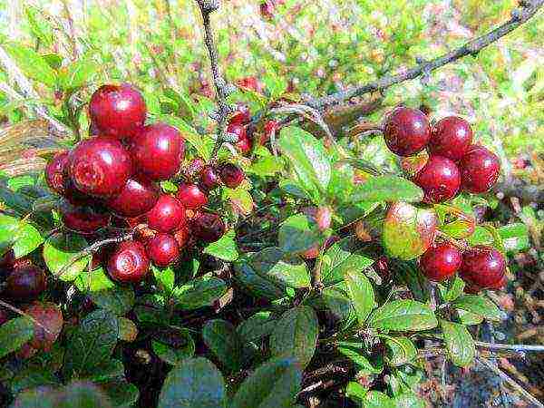 ang pinakamahusay na mga pagkakaiba-iba ng hardin ng lingonberry