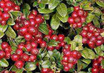 the best varieties of lingonberry garden