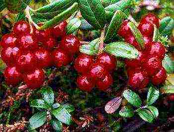 أفضل أنواع حديقة lingonberry