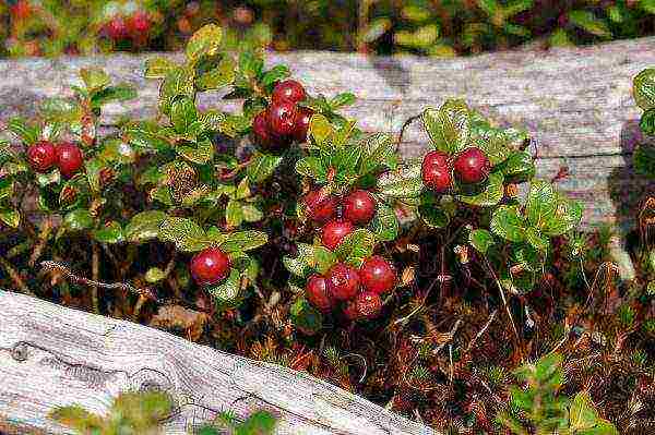 ang pinakamahusay na mga pagkakaiba-iba ng hardin ng lingonberry