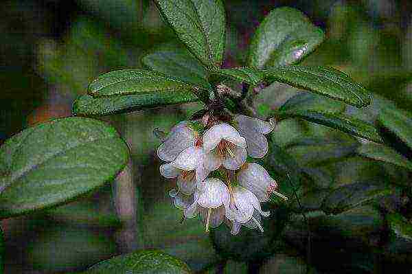 the best varieties of lingonberry garden