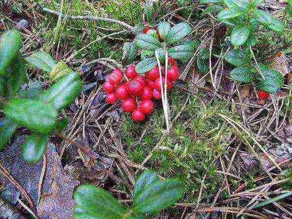 the best varieties of lingonberry garden