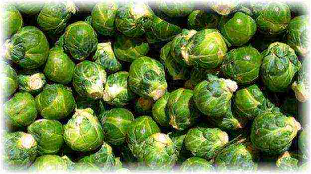 the best varieties of Brussels sprouts